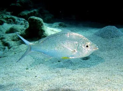 Strongspine silver-biddy (Gerres longirostris)