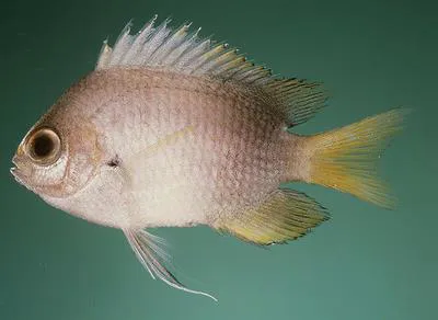 Struhsaker's chromis (Chromis struhsakeri)