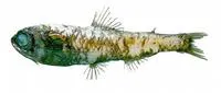 Stubby lanternfish (Bolinichthys supralateralis)