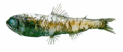Stubby lanternfish (Bolinichthys supralateralis)