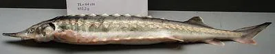 Sturgeon (Acipenser sturio)