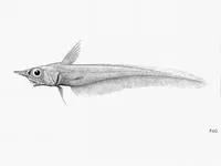 Sturgeon grenadier (Mataeocephalus acipenserinus)