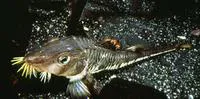 Sturgeon poacher (Podothecus accipenserinus)