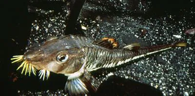 Sturgeon poacher (Podothecus accipenserinus)