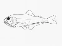 Subparallel lanternfish (Protomyctophum subparallelum)