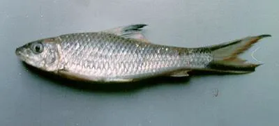 Sucker barb (Barbichthys laevis)