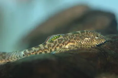 Sucker-belly loach (Pseudogastromyzon myersi)