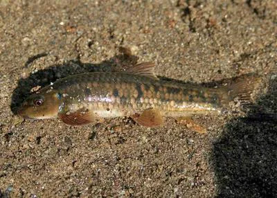 Sucker head (Garra gotyla gotyla)