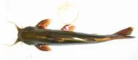 Sucker throat catfish (Pseudecheneis sulcata)