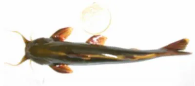 Sucker throat catfish (Pseudecheneis sulcata)