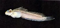 Suckerlip blenny (Andamia reyi)