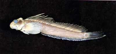 Suckerlip blenny (Andamia reyi)