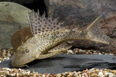 Suckermouth catfish (Hypostomus plecostomus)