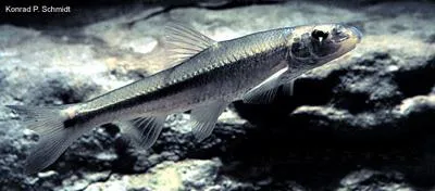 Suckermouth minnow (Phenacobius mirabilis)