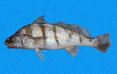 Suco croaker (Paralonchurus dumerilii)
