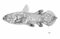 Sulawesi coelacanth (Latimeria menadoensis)