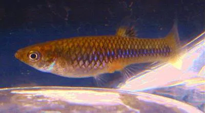 Sulfur limia (Limia sulphurophila)