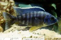Sulfurhead Aulonocara (Aulonocara maylandi maylandi)