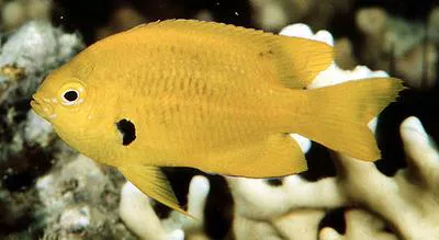 Sulphur damsel (Pomacentrus sulfureus)