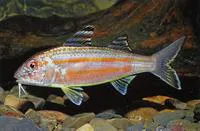 Sulphur goatfish (Upeneus sulphureus)