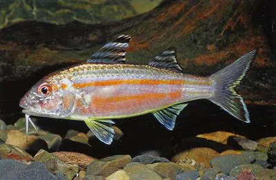 Sulphur goatfish (Upeneus sulphureus)