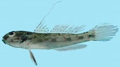 Sulu goby (Acentrogobius suluensis)