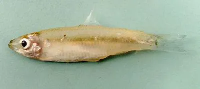 Sumatran river sprat (Clupeichthys goniognathus)