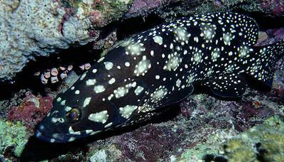 Summan grouper (Epinephelus summana)