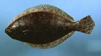 Summer flounder (Paralichthys dentatus)