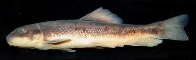 Summer sucker (Catostomus utawana)