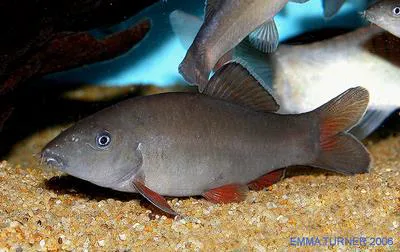 Sun loach (Yasuhikotakia eos)