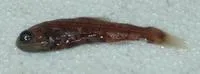 Sunbeam lampfish (Lampadena urophaos urophaos)