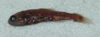 Sunbeam lampfish (Lampadena urophaos urophaos)