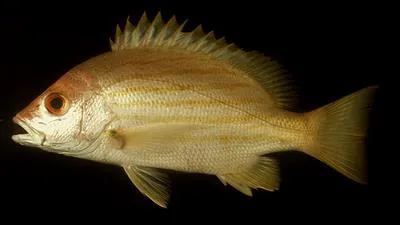 Sunbeam snapper (Lutjanus dodecacanthoides)