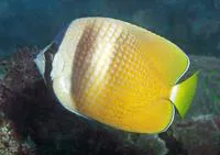 Sunburst butterflyfish (Chaetodon kleinii)