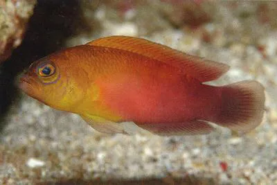 Sunburst Dottyback (Pseudochromis matahari)