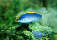 Sunrise dottyback (Pseudochromis flavivertex)
