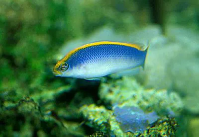 Sunrise dottyback (Pseudochromis flavivertex)
