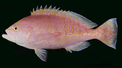 Sunrise perch (Caprodon schlegelii)