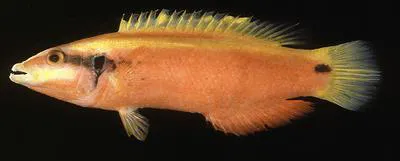 Sunrise wrasse (Bodianus sanguineus)