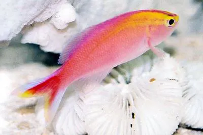 Sunset anthias (Pseudanthias parvirostris)