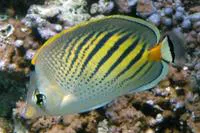 Sunset butterflyfish (Chaetodon pelewensis)
