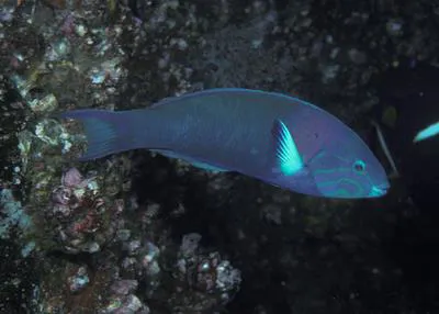 Sunset wrasse (Thalassoma grammaticum)