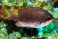 Sunshinefish (Chromis insolata)