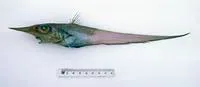 Supanose rattail (Coelorinchus supernasutus)