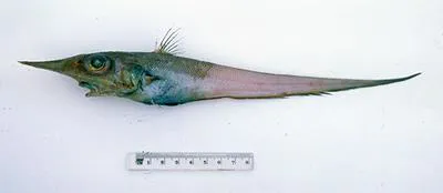 Supanose rattail (Coelorinchus supernasutus)