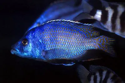 Super VC-10 hap (Placidochromis milomo)