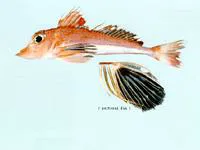 Supreme gurnard (Lepidotrigla grandis)