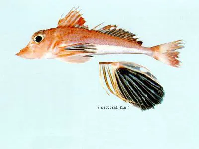 Supreme gurnard (Lepidotrigla grandis)