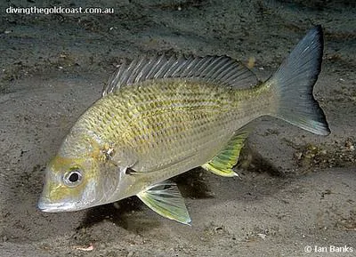 Surf bream (Acanthopagrus australis)